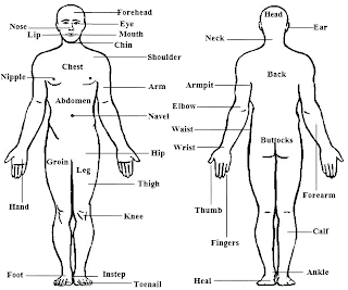 Body Parts Name in English with Picture